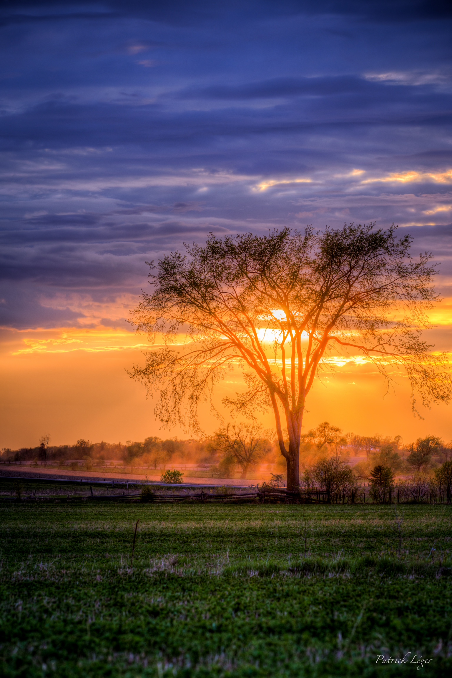 Tree of LIfe