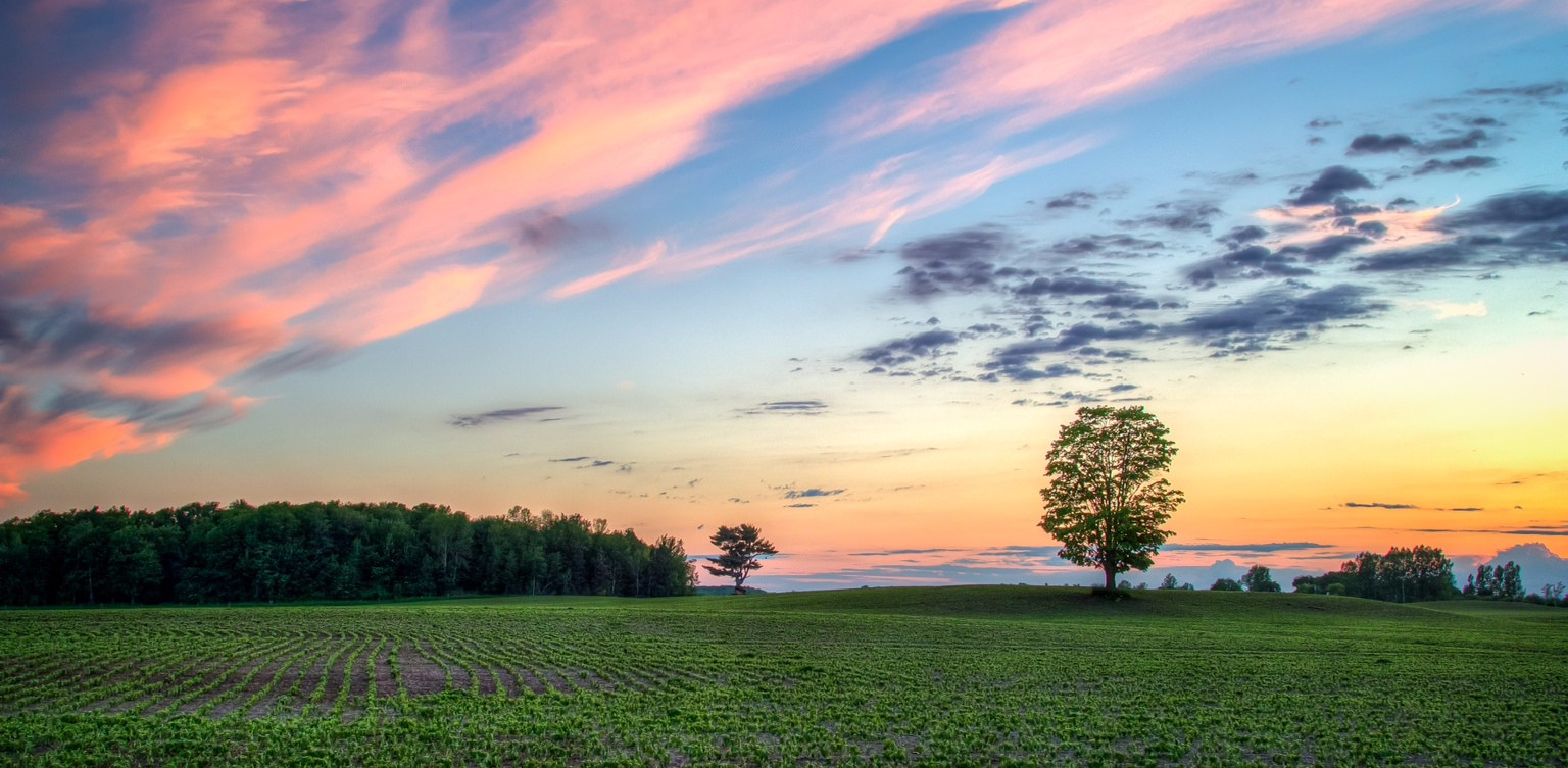 Lonely Tree